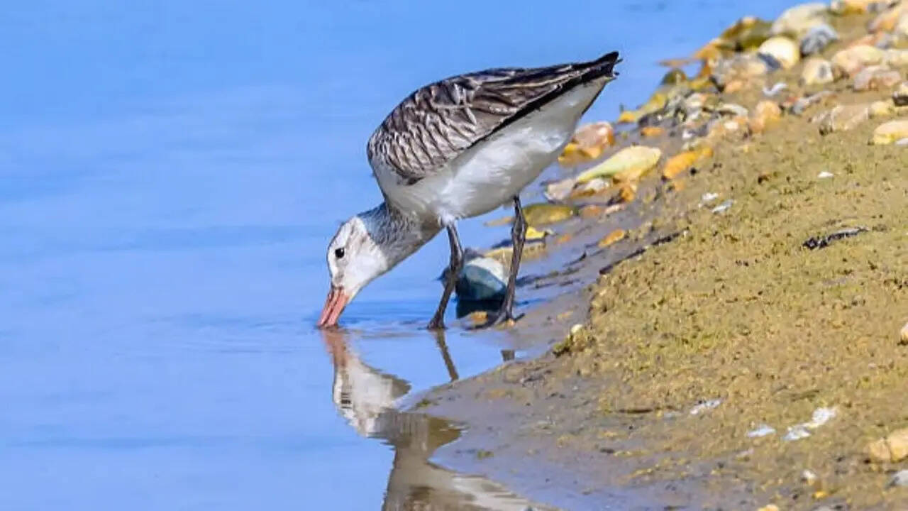 This bird flies for 11 days without stopping—and doesn't even pause to eat or sleep