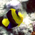 How to maintain Angelfish in an aquarium: A step-by-step beginner's guide