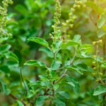 Health benefits of two herbs from the same plant family