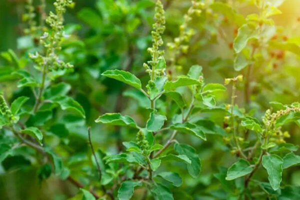 Health benefits of two herbs from the same plant family