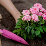 Want bigger, healthier rose blooms? Here's a beginner's guide to grafting roses successfully