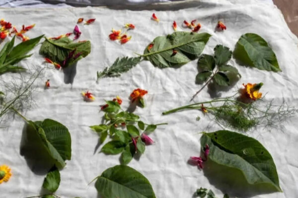 7 Plants with leaves and flowers that naturally stain and dye