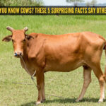 Think you know cows? These 5 surprising facts say otherwise