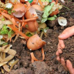 Stop throwing away vegetable peels! Here's how to turn kitchen scraps into natural fertiliser for your garden