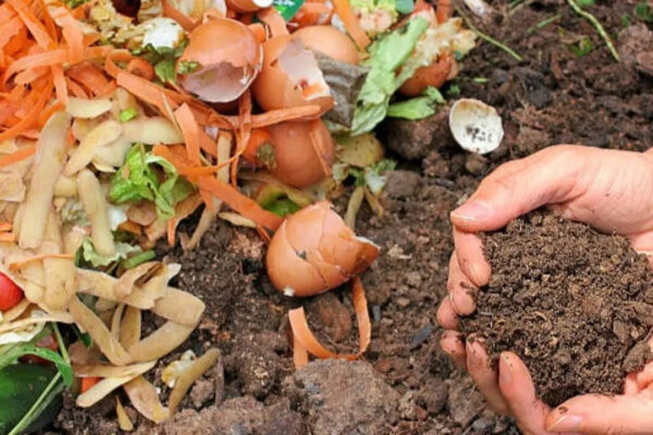Stop throwing away vegetable peels! Here's how to turn kitchen scraps into natural fertiliser for your garden