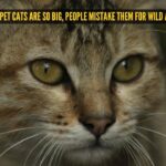 These 5 giant pet cats are so big, people mistake them for wild animals