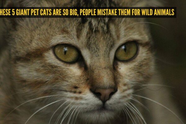 These 5 giant pet cats are so big, people mistake them for wild animals