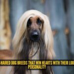 5 long-haired dog breeds that win hearts with their looks and personality