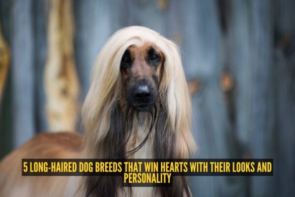5 long-haired dog breeds that win hearts with their looks and personality