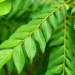 7 Edible plants that offer multiple harvests and deserve a spot in every home garden