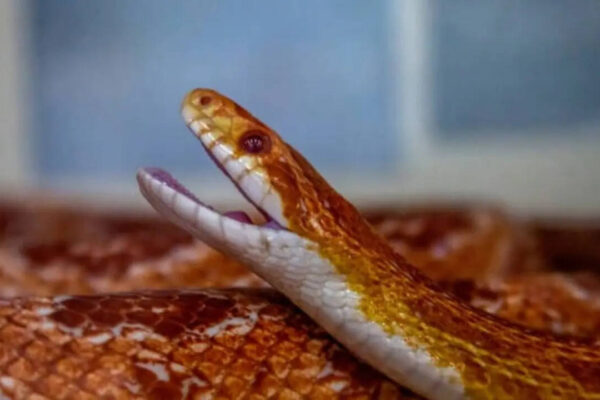 7 snake species that can move in a surprisingly straight line