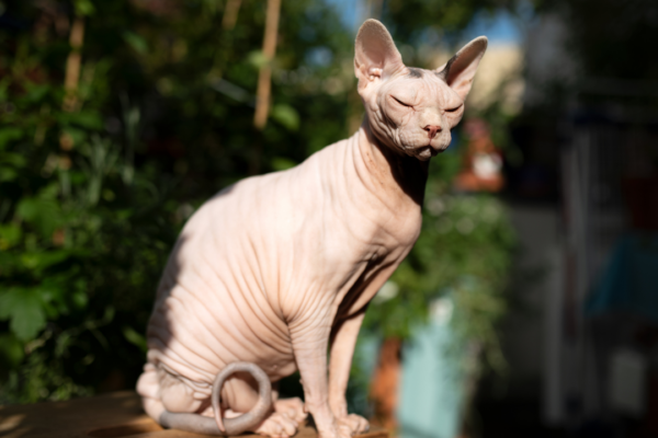 5 cat breeds that intimidate dogs and why you shouldn't keep these pets together