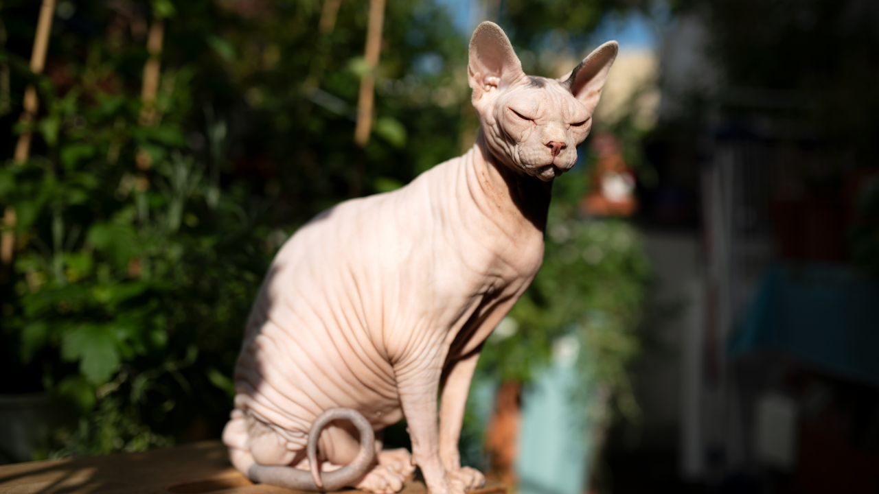 5 cat breeds that intimidate dogs and why you shouldn't keep these pets together