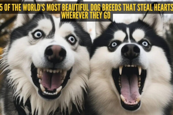 5 of the world's most beautiful dog breeds that steal hearts wherever they go
