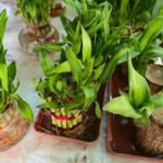 7 Indoor plants that grow easily from stem cuttings