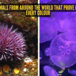 5 purple animals from around the world that prove nature loves every colour