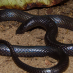 5 stunning purple snakes that look straight out of a fantasy novel
