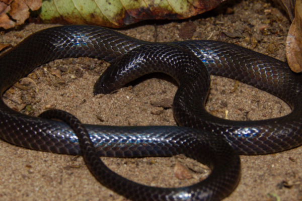 5 stunning purple snakes that look straight out of a fantasy novel