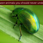 10 tiny Amazon animals you should never underestimate