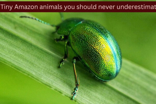 10 tiny Amazon animals you should never underestimate