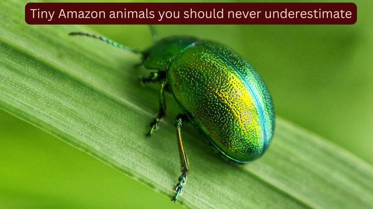 10 tiny Amazon animals you should never underestimate