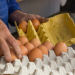 The surprising reason supermarket eggs are always stored outside in India but refrigerated in many Western countries​