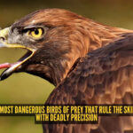 5 most dangerous birds of prey that rule the skies with deadly precision