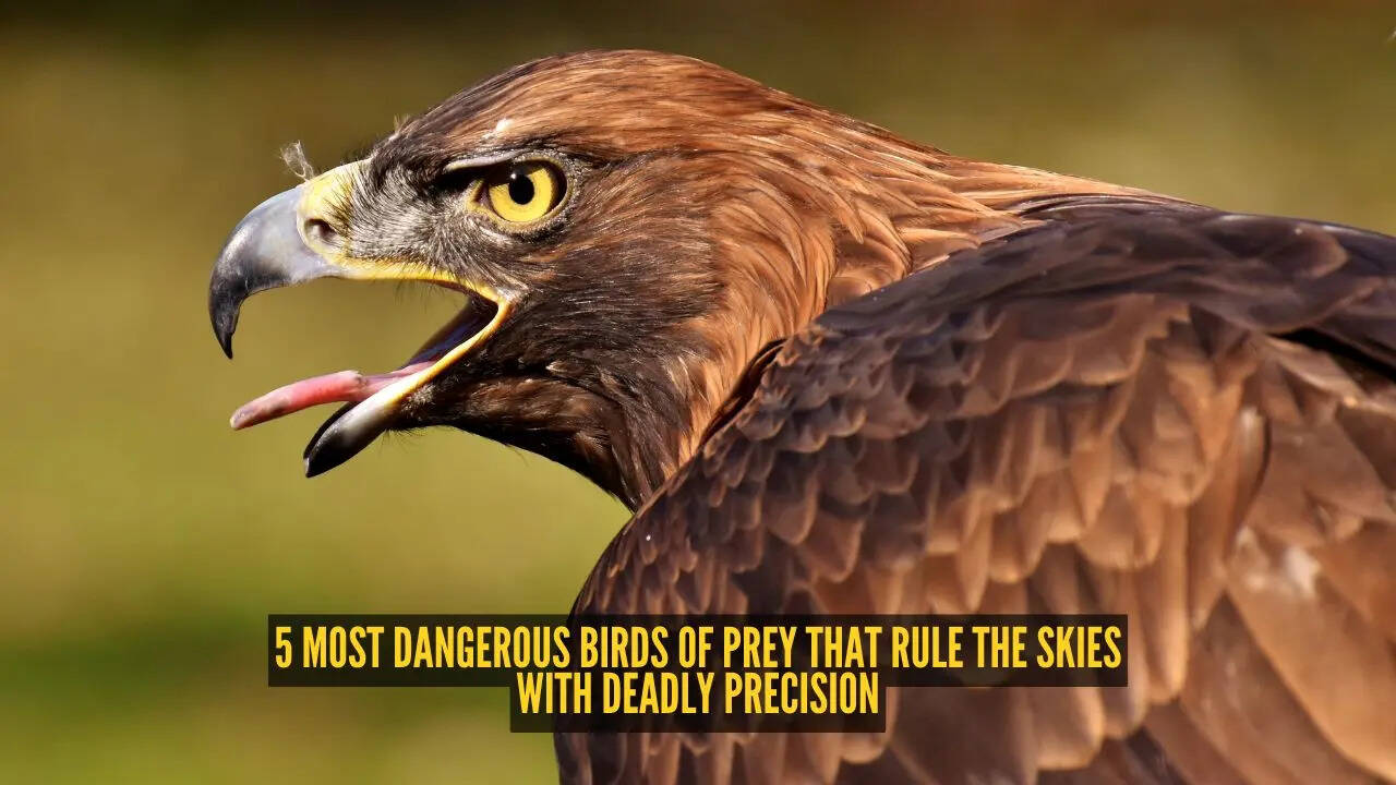 5 most dangerous birds of prey that rule the skies with deadly precision