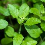 10 Fragrant indoor plants that will make your home smell naturally fresh