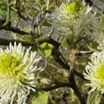 7 Plants that change colour through the seasons