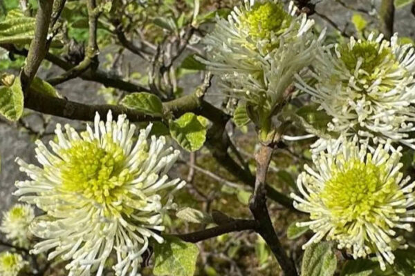 7 Plants that change colour through the seasons