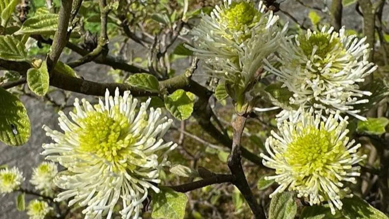 7 Plants that change colour through the seasons