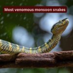 10 most venomous snakes in India that are commonly spotted during the monsoon and where you may encounter them