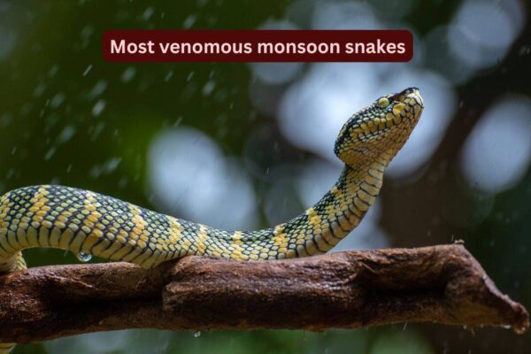 10 most venomous snakes in India that are commonly spotted during the monsoon and where you may encounter them