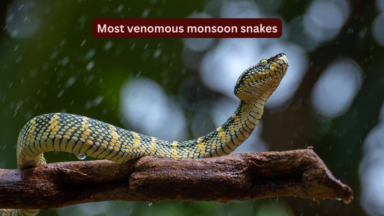 10 most venomous snakes in India that are commonly spotted during the monsoon and where you may encounter them