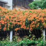 8 Plants that quietly attract sunbirds to Indian balconies