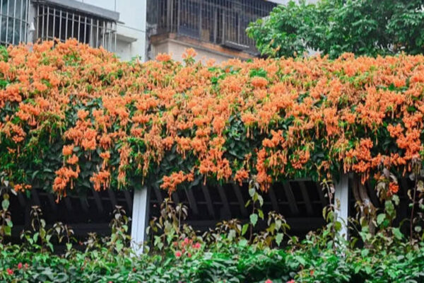 8 Plants that quietly attract sunbirds to Indian balconies