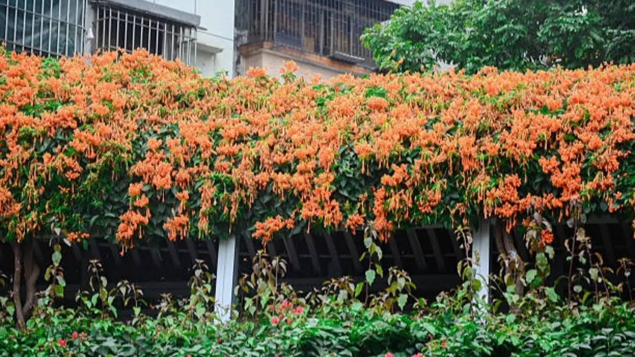 8 Plants that quietly attract sunbirds to Indian balconies