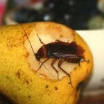 5 natural foods that can kill cockroaches instantly