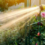 Watering your plants at this time of day could do more harm than good
