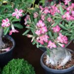 7 Terrace plants that thrive with just few minutes of care a week
