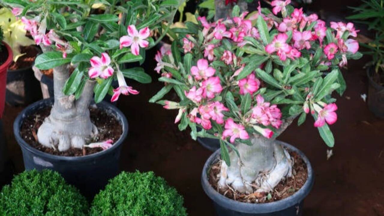 7 Terrace plants that thrive with just few minutes of care a week