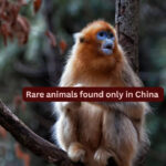 10 rare animals found only in China and where to spot them