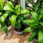 7 tall plants for the ultimate green vibe for your balcony