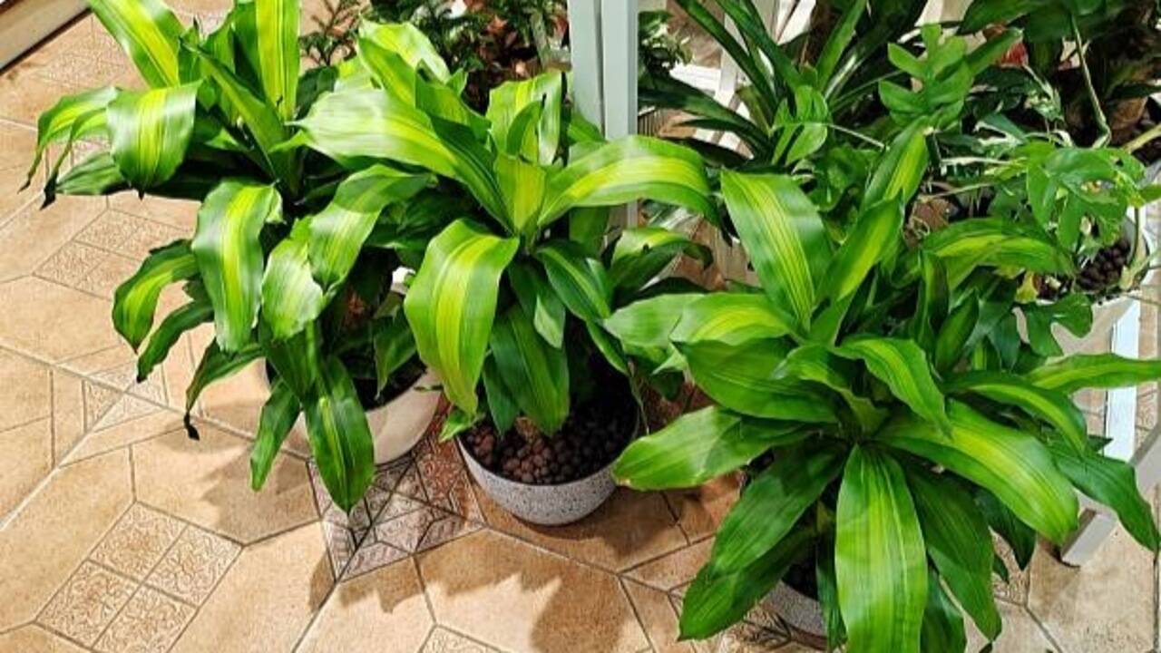 7 tall plants for the ultimate green vibe for your balcony