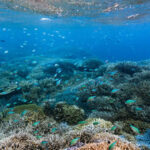 Scientists are turning seawater into a ‘blood test’ that could reveal coral reef damage before it becomes visible |