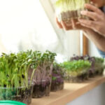 5 nutritionally superior green leafy 'saag' you can grow in pots in your balcony