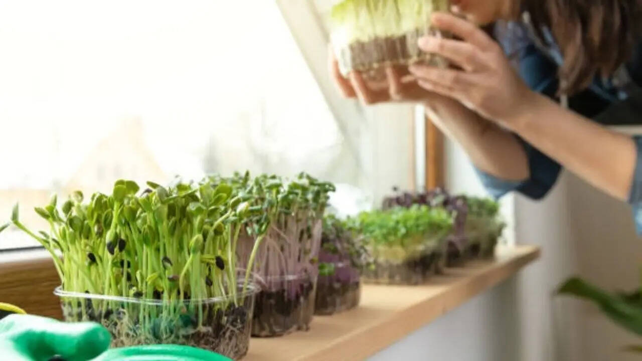 5 nutritionally superior green leafy 'saag' you can grow in pots in your balcony