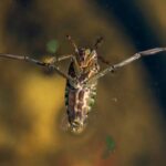 The 5 loudest animals on earth