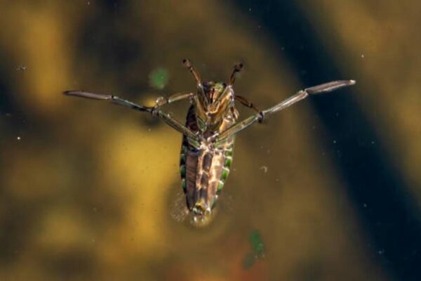 The 5 loudest animals on earth